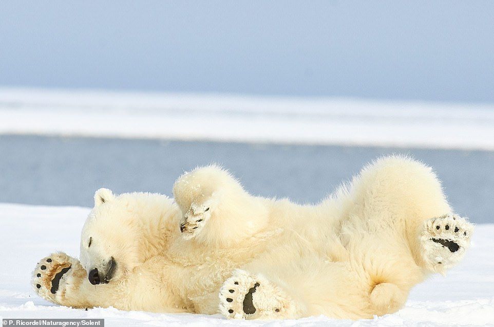 最可愛大頭貼！北極熊雪地「軟萌翻滾換Pose」給拍照　還自動湊鏡頭：這是什摸～