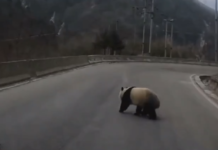 四川村民國道上偶遇大熊貓 網友：這是過年走親戚嗎？