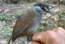 研究人員證實在印尼重新發現消失了170年的神秘鳥類