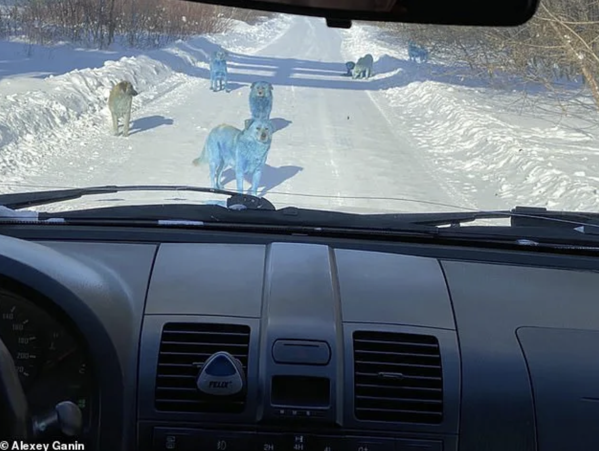 開車經過見一群「藍色流浪狗」攔路　車主嚇傻：哪里來的特有種？