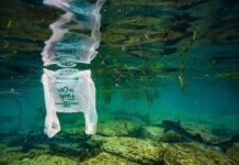 海洋生物正大量攝入微塑料，對我們有何影響？