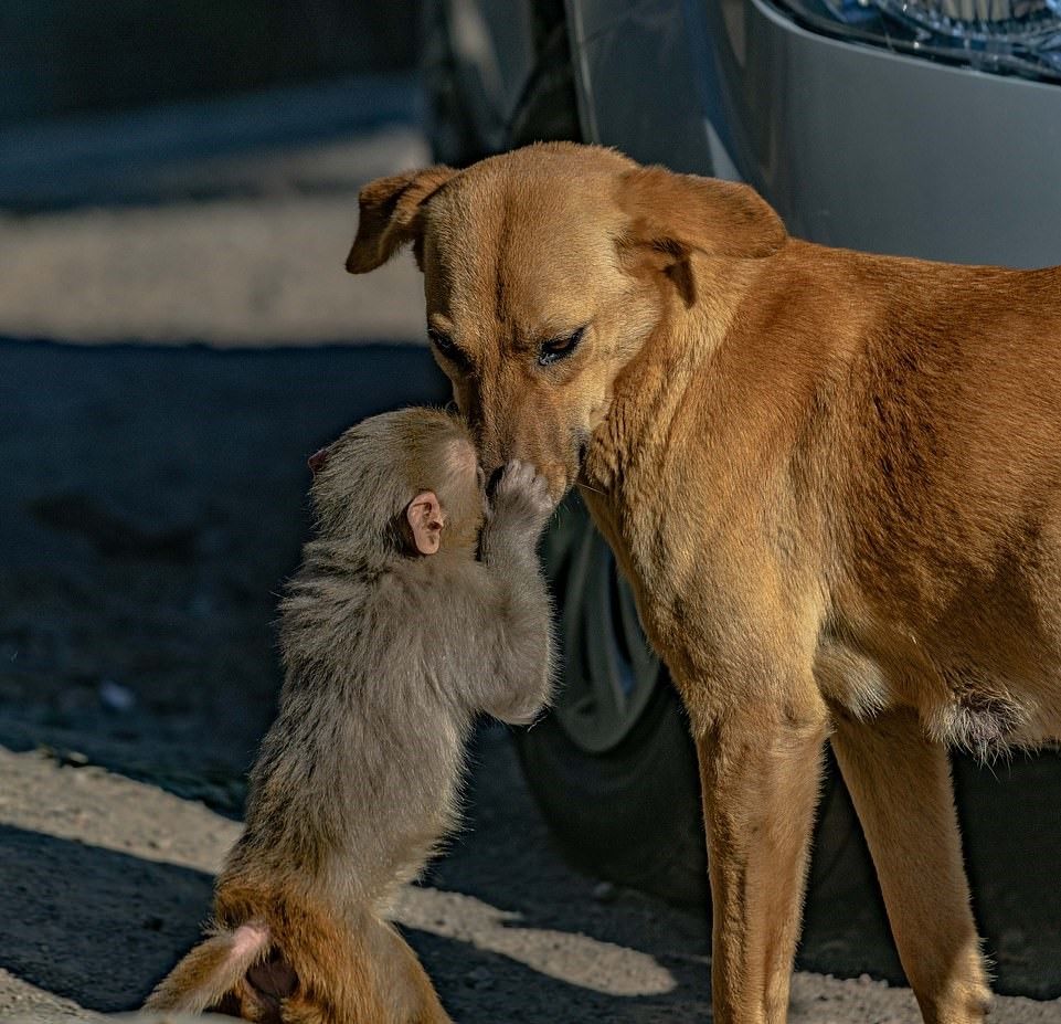 無私的愛！　狗媽看「孤兒小猴」竟溫柔收養　牠獻吻：妳就是我馬麻～