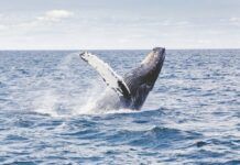 科學家發現可利用長須鯨歌聲來測繪海洋地殼的地震圖像