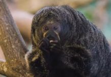 讓動物園生活不再單調：研究人員為白臉薩基猴配備視頻播放器