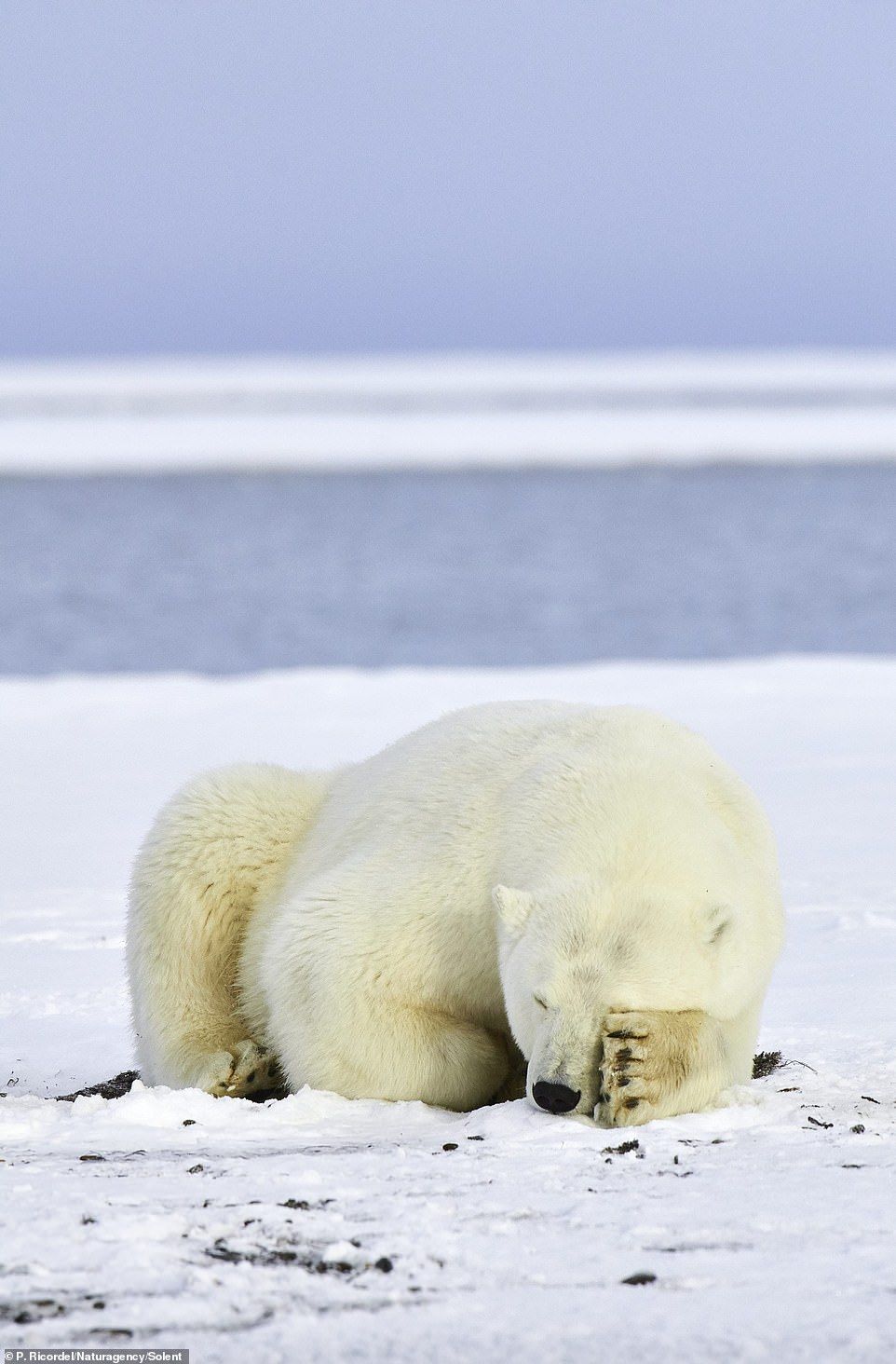 最可愛大頭貼！北極熊雪地「軟萌翻滾換Pose」給拍照　還自動湊鏡頭：這是什摸～