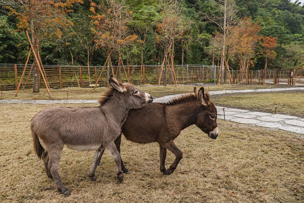 【宜蘭】走春行程GO！　超人氣小鹿莊園「斑比山丘」必朝聖　還有「最萌迷你驢」一起來拜年～
