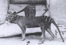 澳大利亞有人聲稱發現了已滅絕的塔斯馬尼亞虎