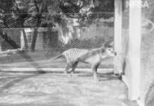 澳洲發現的「塔斯馬尼亞虎」被認為很可能是塔斯馬尼亞沙袋鼠