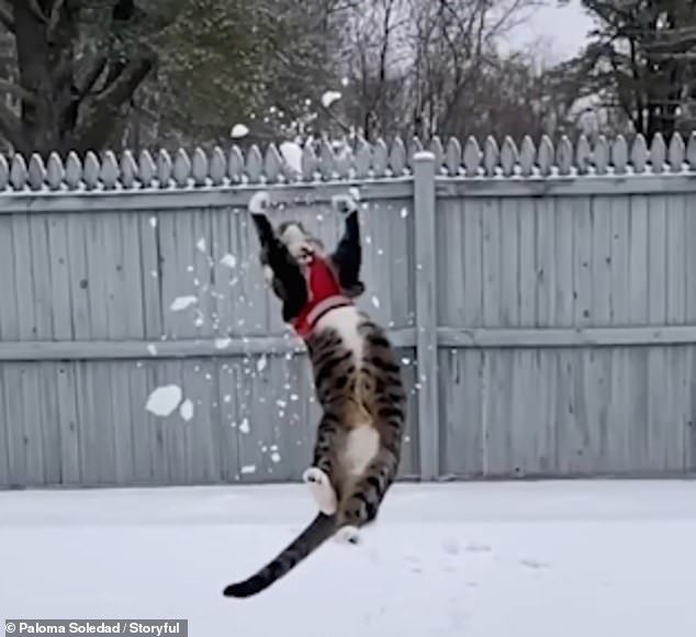 貓貓打排球！主人傳雪球過去　牠立馬「跳高高接球」：看我的！