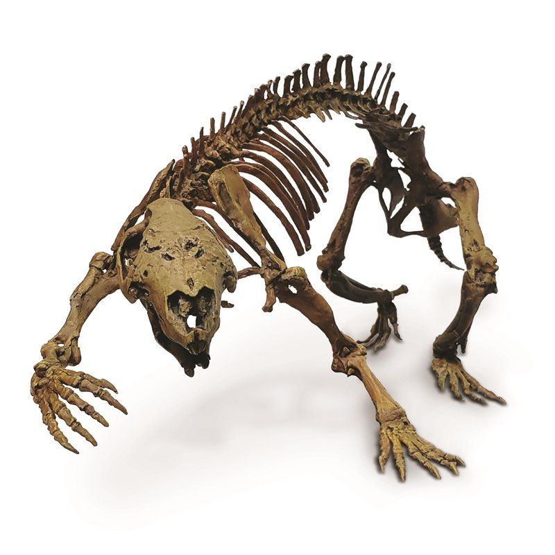 恐龍的鄰居！　學者發現全新動物化石　6600萬年前「瘋狂野獸」長得有點萌：像小水獺