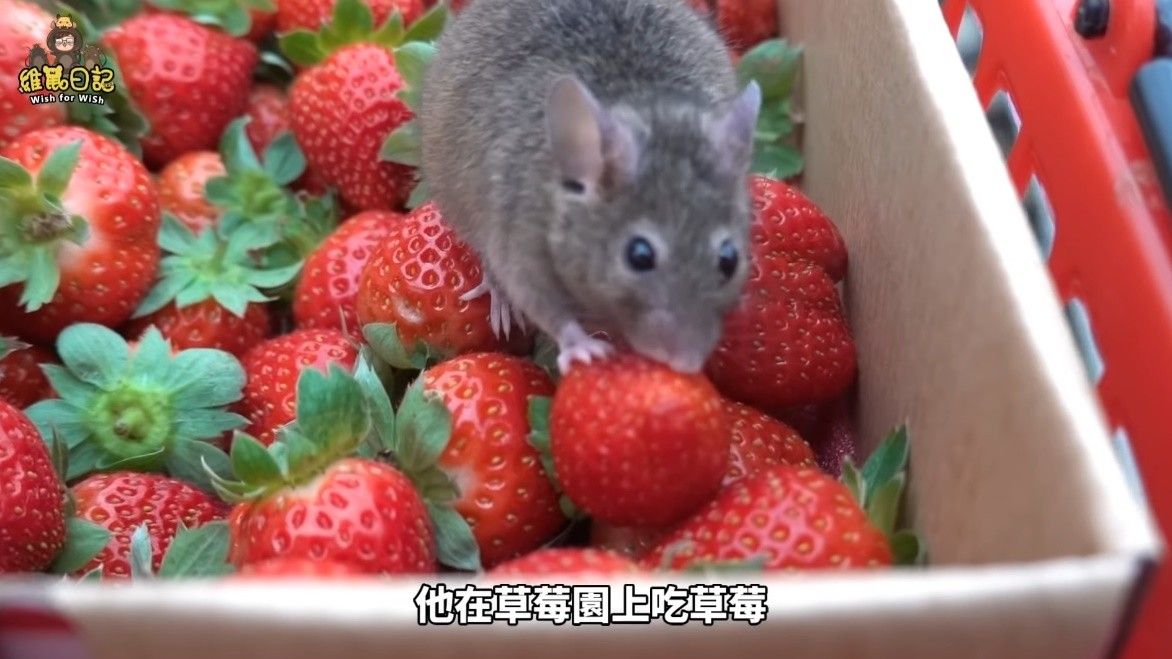 被罵爆！網紅帶「老鼠採草莓」眾洗版喊不衛生　他致歉：牠們就像是家人
