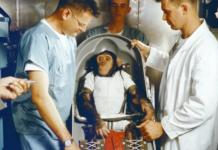 猿、機器人和人類：第一隻太空猩猩的生與死