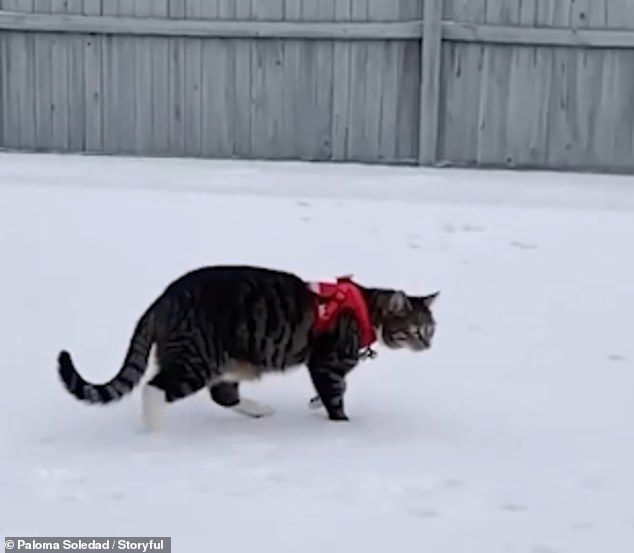 貓貓打排球！主人傳雪球過去　牠立馬「跳高高接球」：看我的！