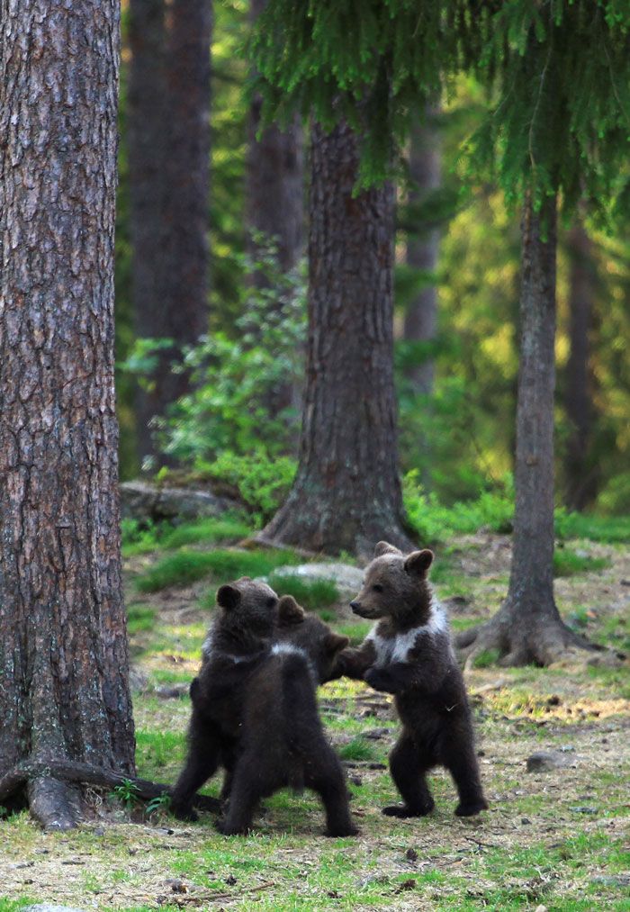 幼稚園郊遊囉！攝影師拍到「3隻小熊圍圈圈」　手拉手一起跳舞：啦啦啦～❤