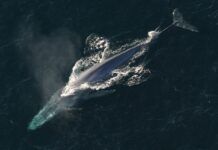 驚心動魄：看藍鯨如何掙扎着躲過密集的來往船隻