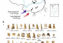 研究揭示現代人類在中國南方出現可能不超過5萬年