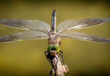 研究發現蜻蜓會用後空翻來糾正自己失去平衡的狀態