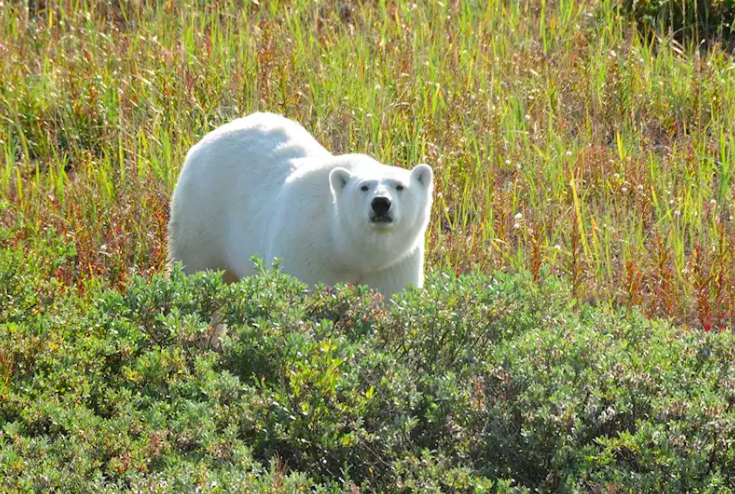 孫子看不見！極端氣候北極飆38°C高溫　專家：2100年北極熊消失