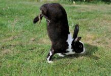 奇怪的基因突變讓法國的阿爾弗特跳跳兔世代用兩條腿跑步