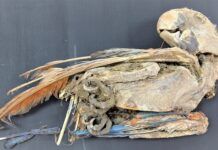 考古學家發現木乃伊鸚鵡 指向古代阿塔卡馬沙漠中的貿易路線
