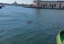 兩只海豚被發現在威尼斯運河中游動