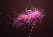 研究人員首次繪制醫院超級細菌的完整進化歷程圖譜