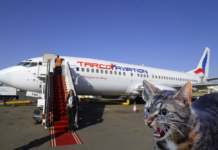 小貓闖入駕駛艙攻擊機長 國外一架波音737出發30分鍾後緊急返航