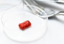 東京大學研究人員開發出一種在實驗室中培養肉類的方法