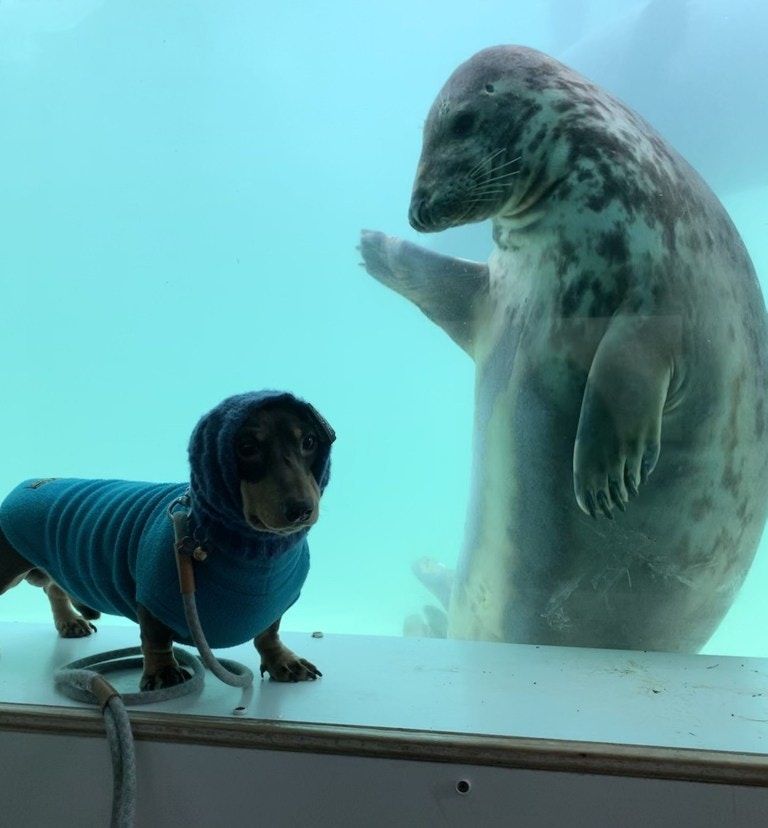 認錯了啦！呆萌海豹見「戴帽子臘腸犬」以為是同類　隔玻璃搭訕：你怎麼不用在水里？