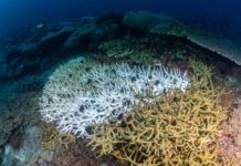 科學家認為迫切需要對防曬霜對珊瑚礁的影響進行更多研究