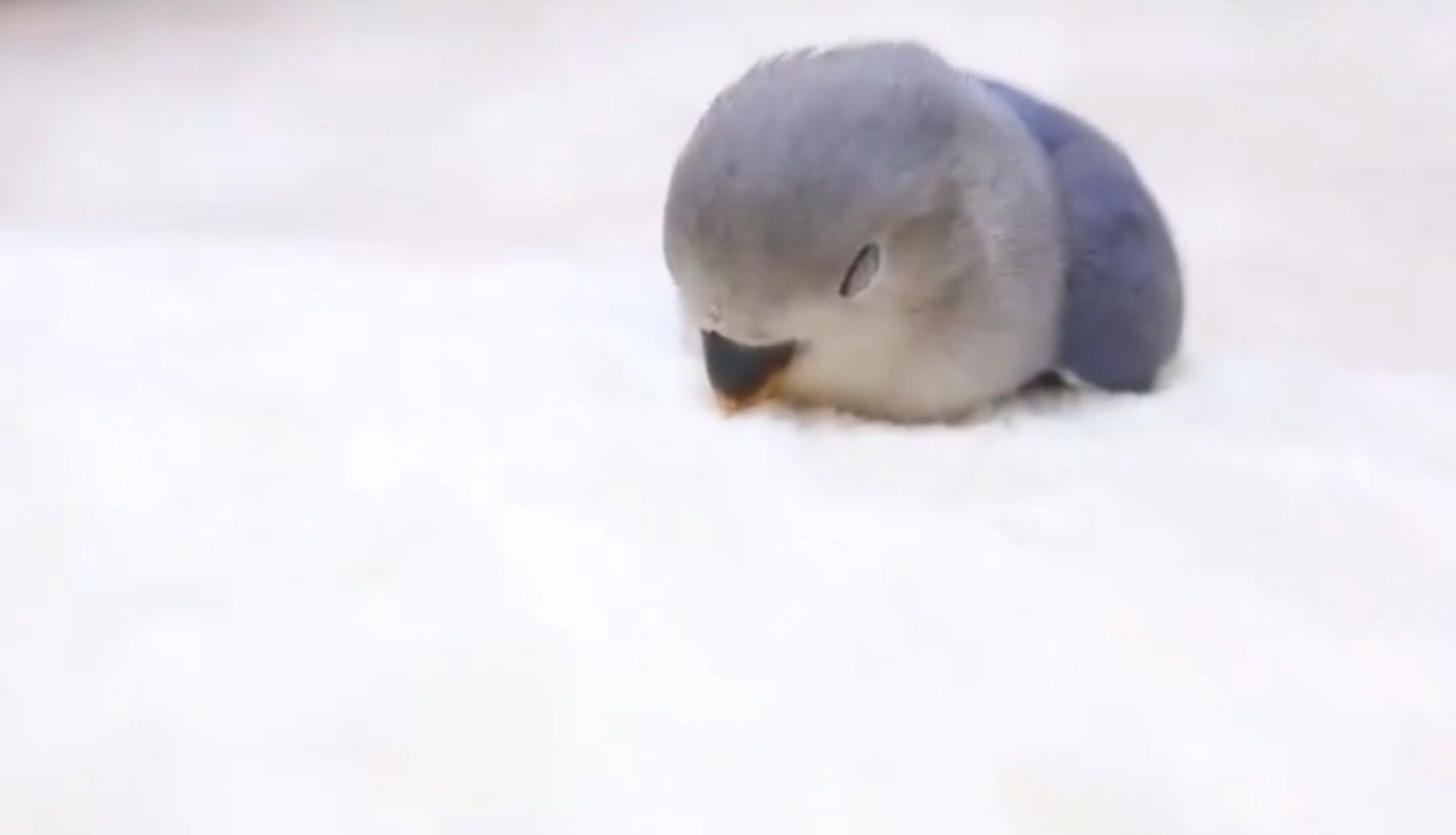 頭好重重…藍色鸚鵡「睡到沒腳腳」　睡姿讓人融化：好治癒喔♡