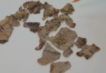以色列發現新「死海古卷」碎片