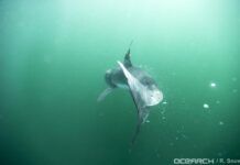尖端3D衛星技術顯示小大白鯊喜歡在紐約附近閒逛