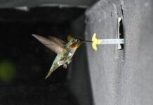 科學家詳細解釋蜂鳥發出嗡嗡聲的原因