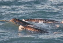 獨角鯨螺旋狀長牙披露跟氣候變化有關的汞暴露問題