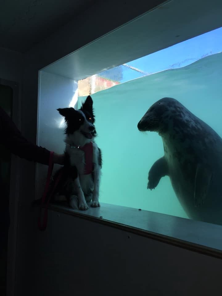 認錯了啦！呆萌海豹見「戴帽子臘腸犬」以為是同類　隔玻璃搭訕：你怎麼不用在水里？