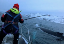科研人員在鯨魚研究中使用全景相機