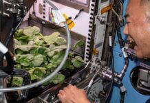 NASA展示國際空間站「小型花園」和植物實驗