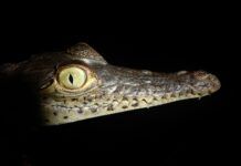 基因分析顯示鱷魚的進化是由冰川周期的演化而重啟的