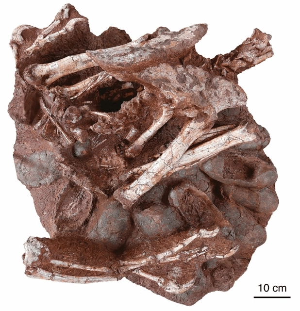 中國境內發現全球首個「恐龍孵蛋」形態及其胚胎化石