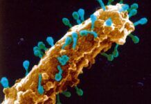 噬菌體中的”隱藏基因”可能是開發新型抗生素的關鍵