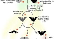 新研究：SARS-CoV-2在從蝙蝠傳播到人類的過程中並沒有多大變化