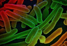 MIT研究稱代謝基因突變可幫助細菌抵抗藥物治療