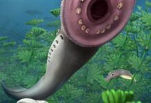 魚類幼體化石的發現挑戰了長期以來被接受的脊椎動物起源假說