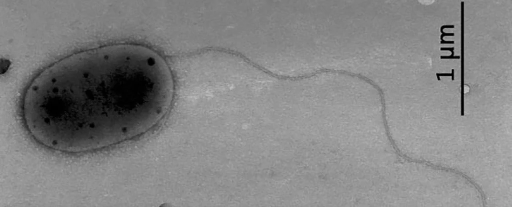國際空間站上新發現3種細菌或有助於在火星種植植物