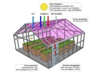 新研究發現農作物可在內置透明太陽能電池的溫室中茁壯成長