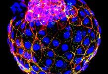 研究人員成功用人類干細胞模擬人類囊胚 規避科研倫理問題