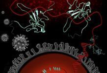 科學家深入研究關鍵蛋白 向新的COVID-19藥物和疫苗邁出關鍵一步