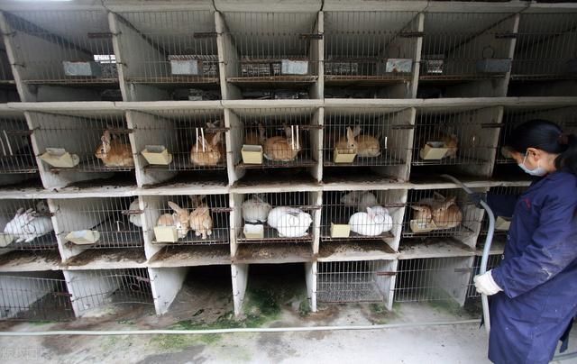 四川人吃兔30多年，消化掉6成中國兔，「川味兔肉」為何火爆？