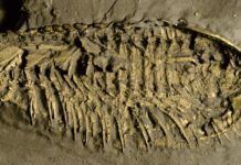 考古學家揭秘4.5億年前三葉蟲的奇異呼吸器官
